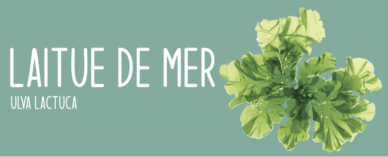 article cover laitue de mer article cover laitue de mer