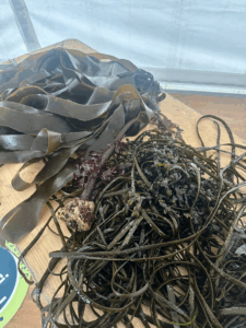 Course Atlantique Le Telegramme E leclerc